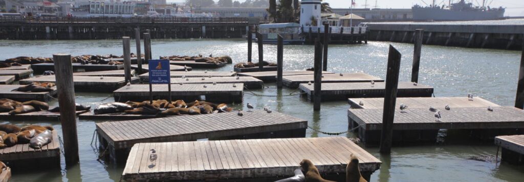 ways to spend one day in San Francisco - Fisherman's wharf sea lions