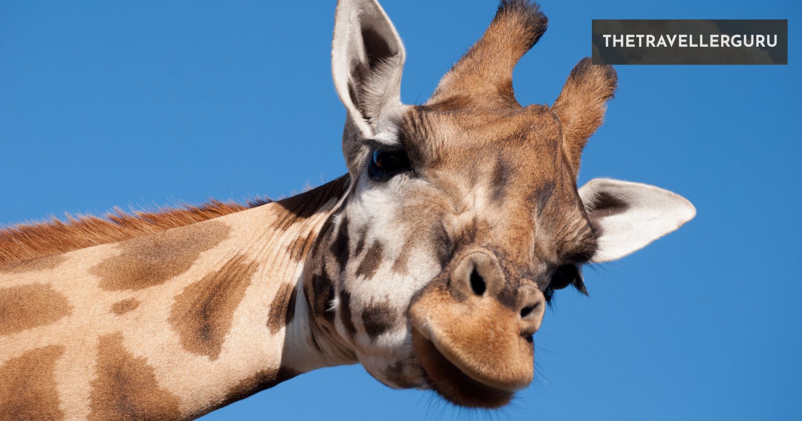 12 Best Zoos in Florida