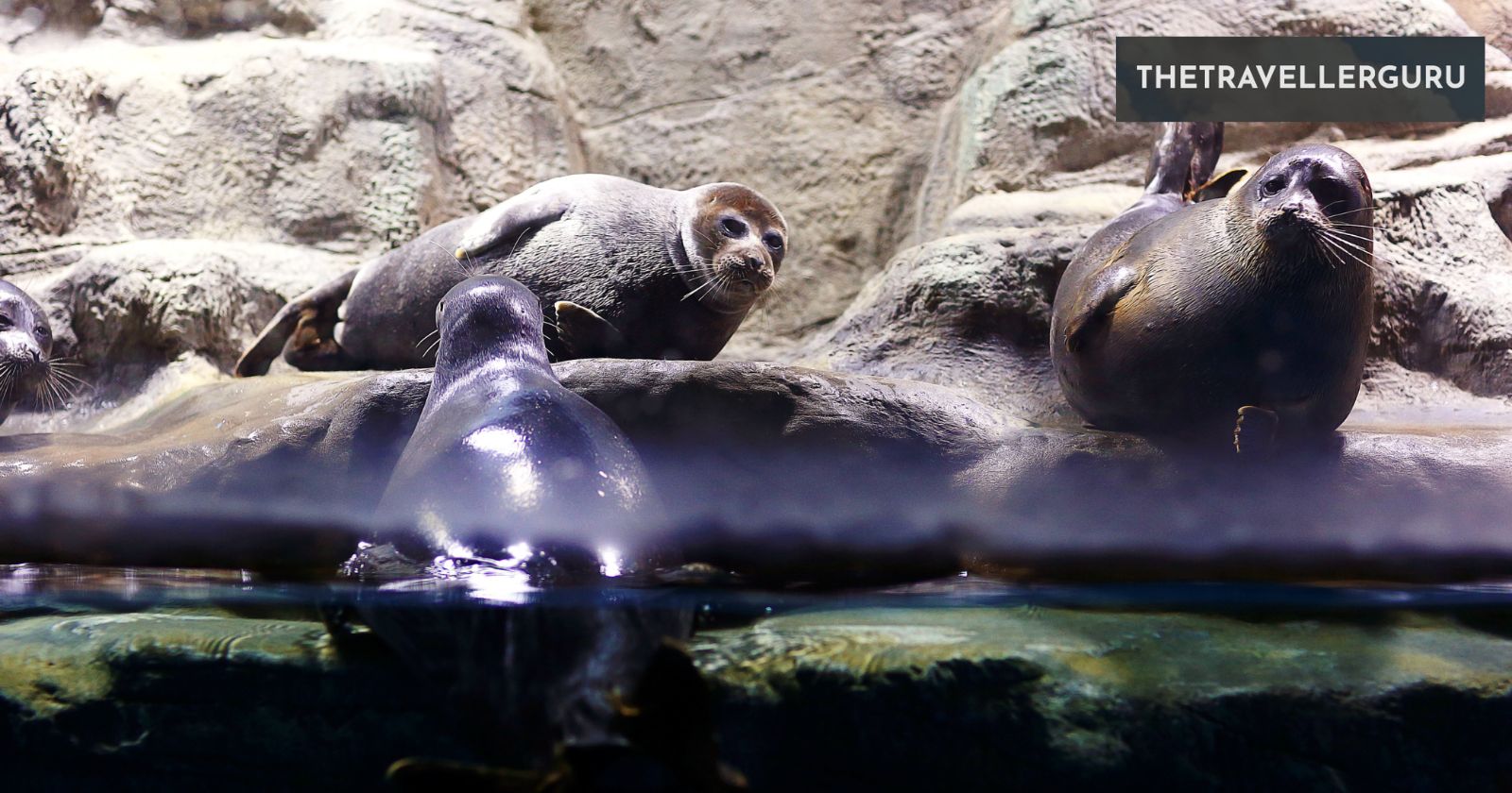 6 Best Zoos in Hawaii