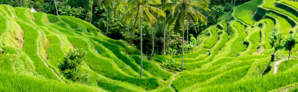 bali travel guide - Rice paddies