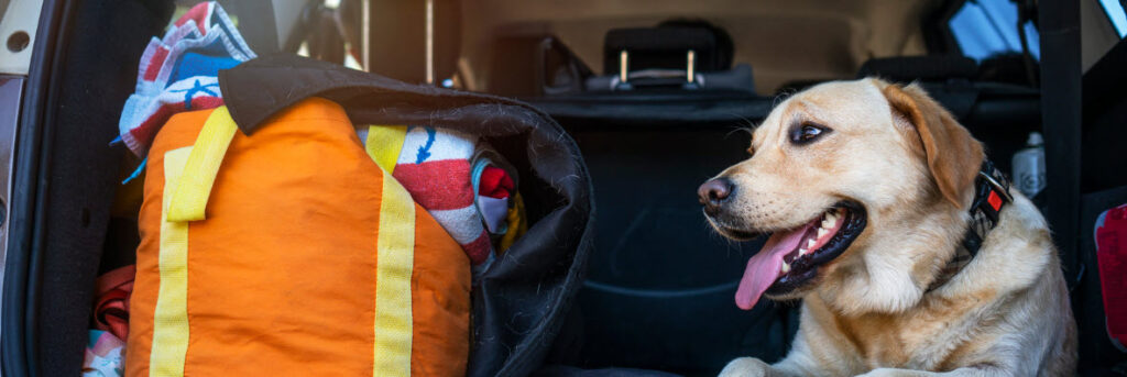 Best dog travel bag - dog in car with bag