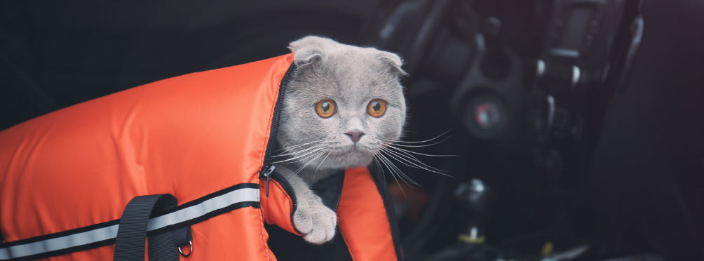 traveling with pets in a car - cat in carrier