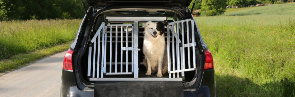 traveling with pets in a car - dog in cage in car