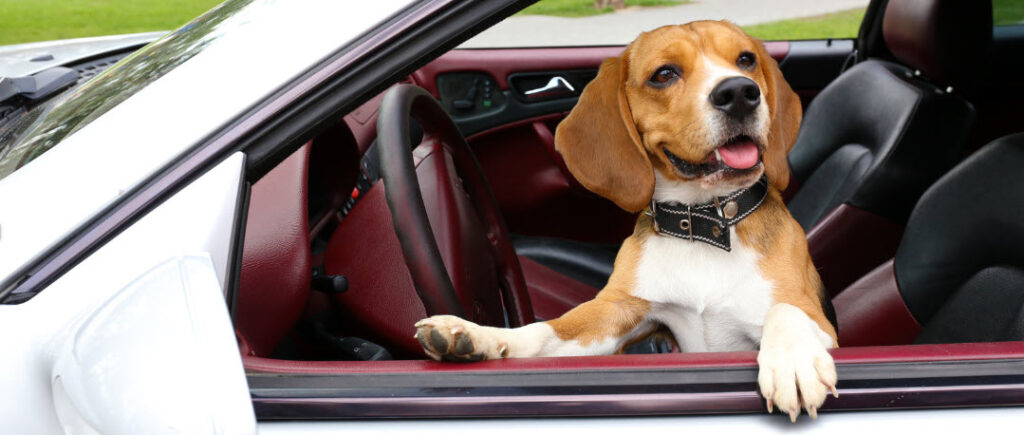 traveling with pets in a car - dog in front seat