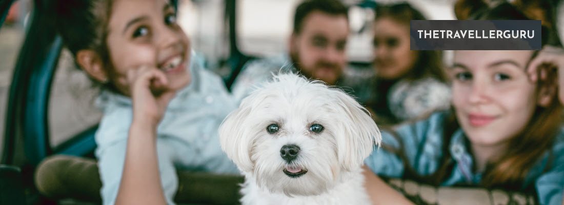 8 Tips for Traveling With Pets In a Car