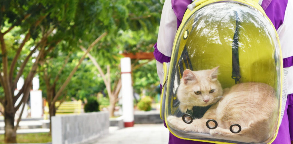 Best Pet Carrier Backpacks - cat in backpack