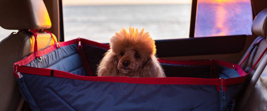 booster seats for dogs - poodle in booster seat