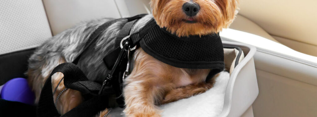 Best Pet-Proof Car Seat Covers - dog in harness