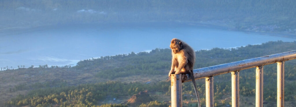 Free Things to Do in Bali - monkey on mt Batur