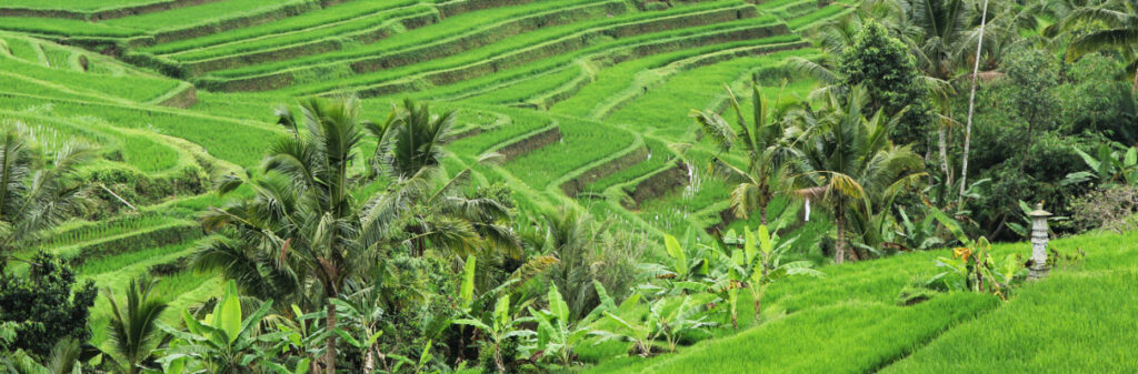 Free Things to Do in Bali - rice fields