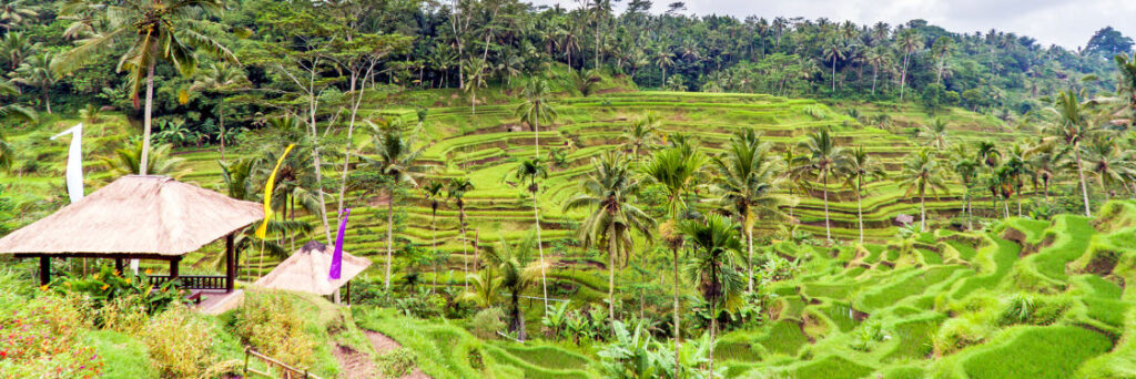 Bali vs Phuket - Tegalalang Rice Terrace