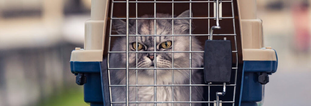 TSA Approved Per Carriers - cat in pet carrier