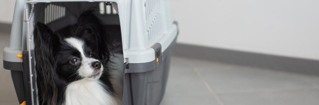 TSA Approved Pet Carriers - dog in pet carrier