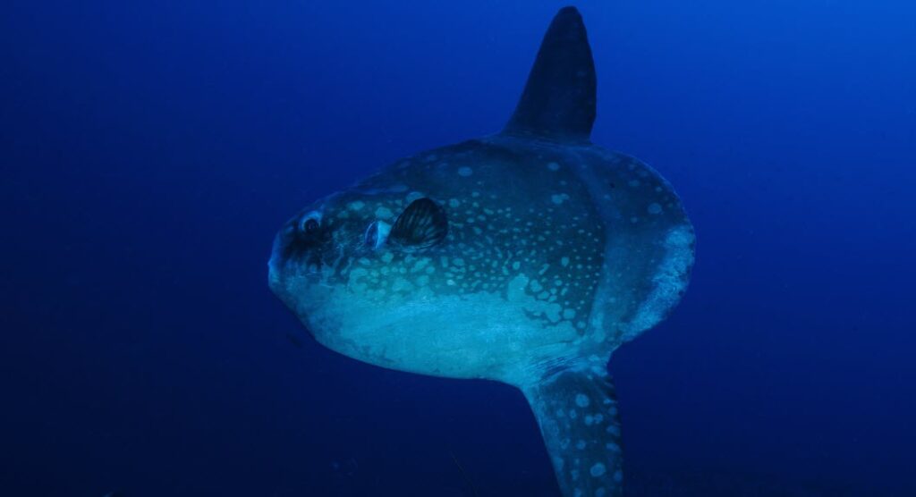 Scuba Diving Spots in Bali - Sunfish