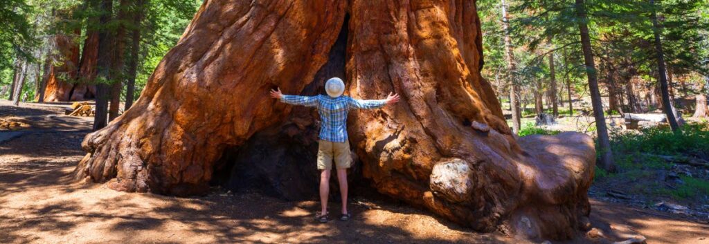 Best Hiking Trails in California - Sequoia National Park