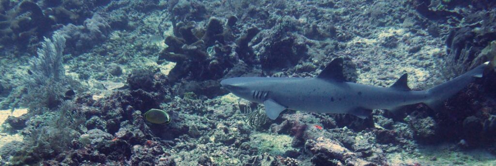 Best Spots in Phuket for Scuba Diving - Shark at shark point