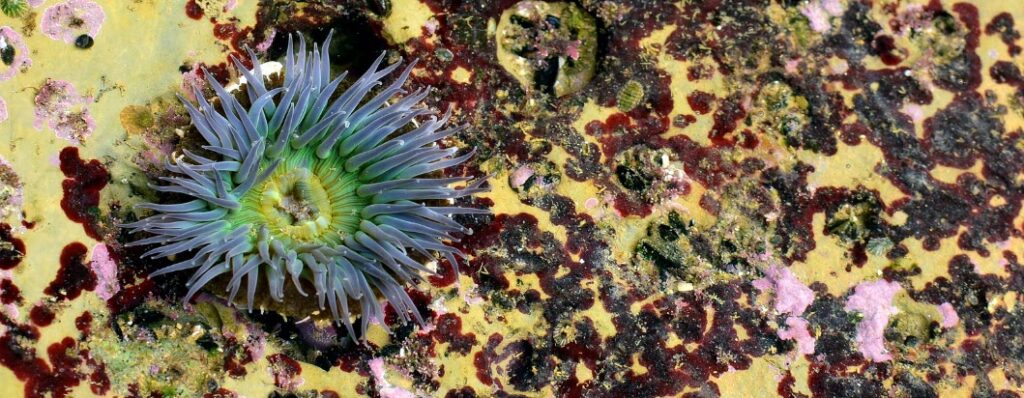 Best Tide Pools In San Diego - Anemone in tide pool