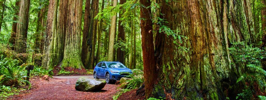 Best Vacations in California for Families - Car at Sequoia National Park