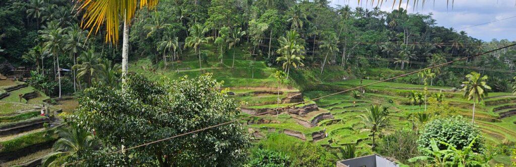 Canggu vs Ubud - Tegalalang rice paddies