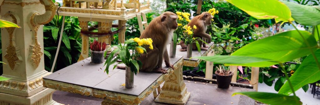 Free things to do in Phuket - Monkey Hill