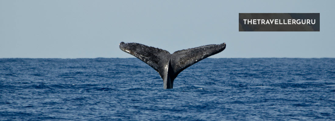 Best Places for Whale Watching in Hawaii - Header