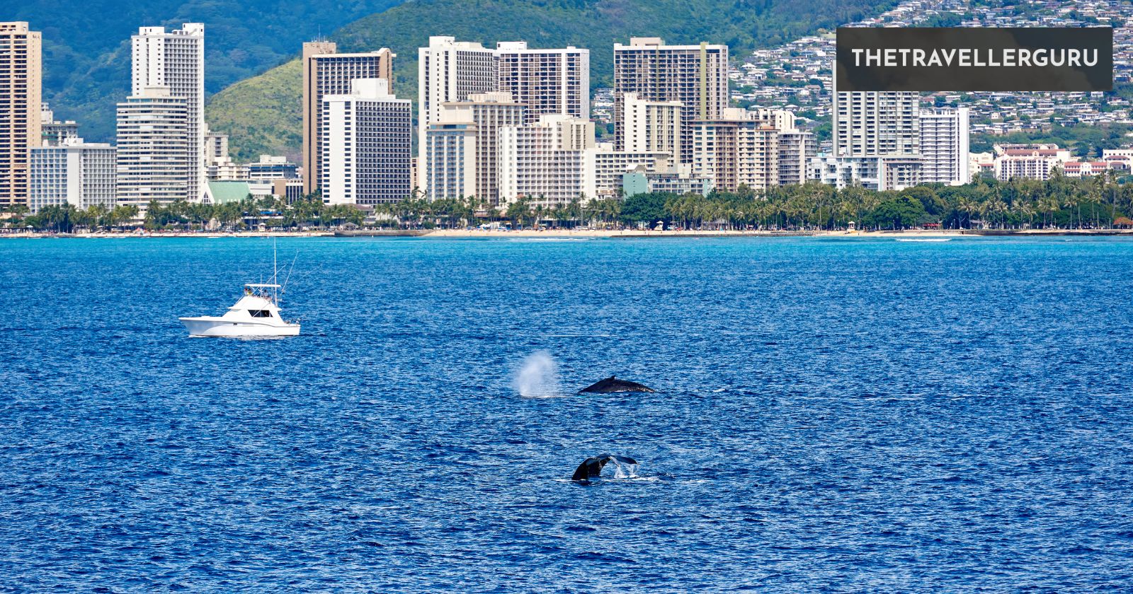 5 Best Places for Whale Watching in Hawaii