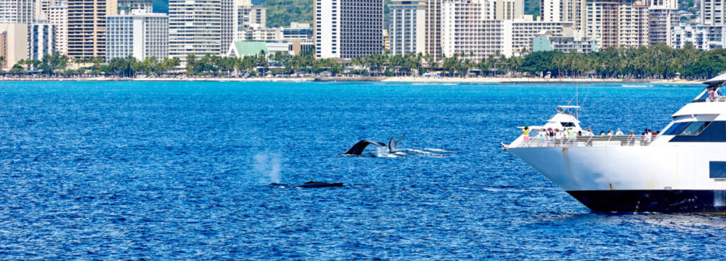 Best Places for Whale Watching in Hawaii - whale watching Waikiki