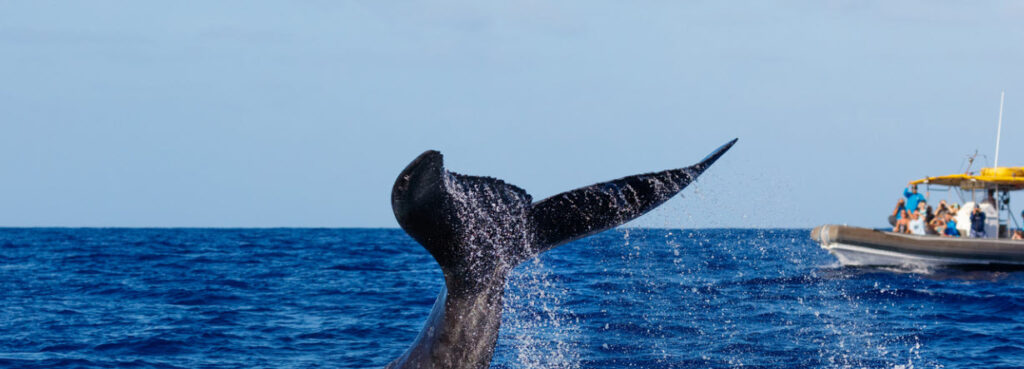 Best Places for Whale Watching in Hawaii - whale tail