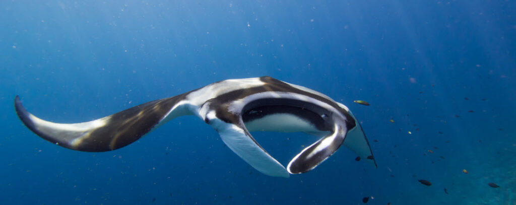 Best Scuba Diving Spots in Hawaii - Manta Ray