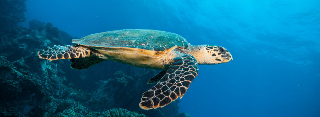 Best Scuba Diving Spots in Hawaii - green turtle