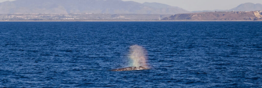 Best Whale Watching Spots in California - Santa Diego