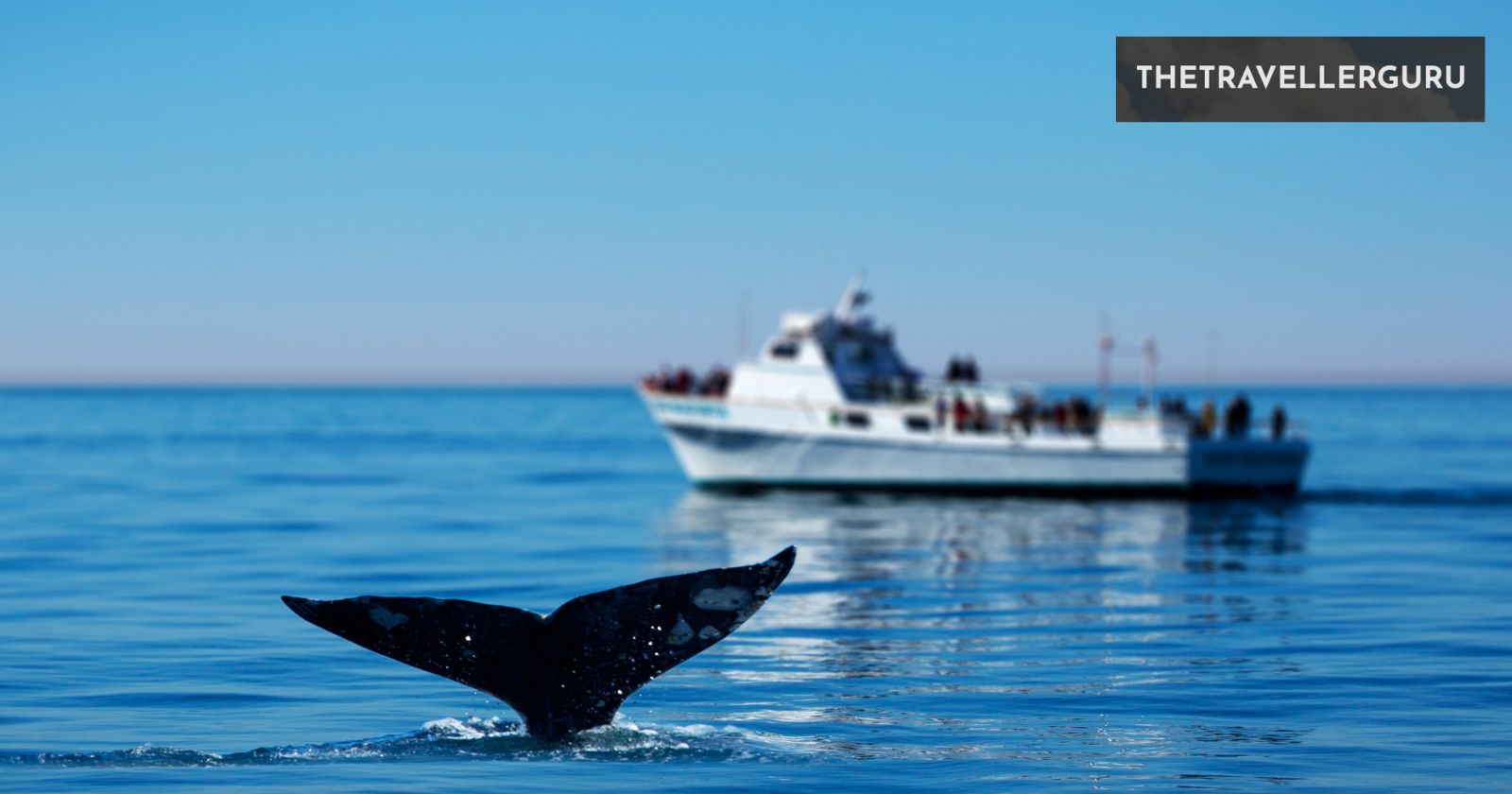 5 Best Whale Watching Spots in California