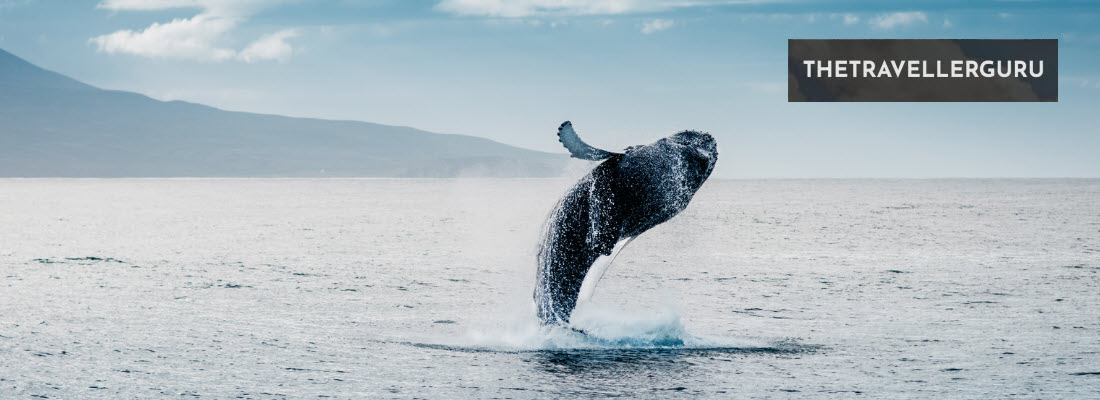 5 Best Whale Watching Spots in California