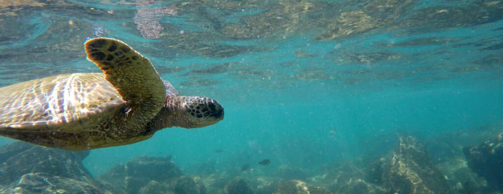 Hawaii Travel Guide - Turtle in water