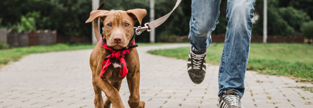 Tips for Flying with Dogs - dog running in park