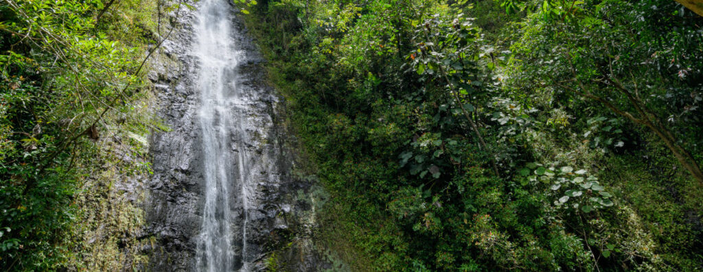 Ways To Spend One Day In Honolulu - Manoa Falls