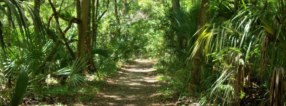 Best Mountain Biking Trails in Florida - forest trail