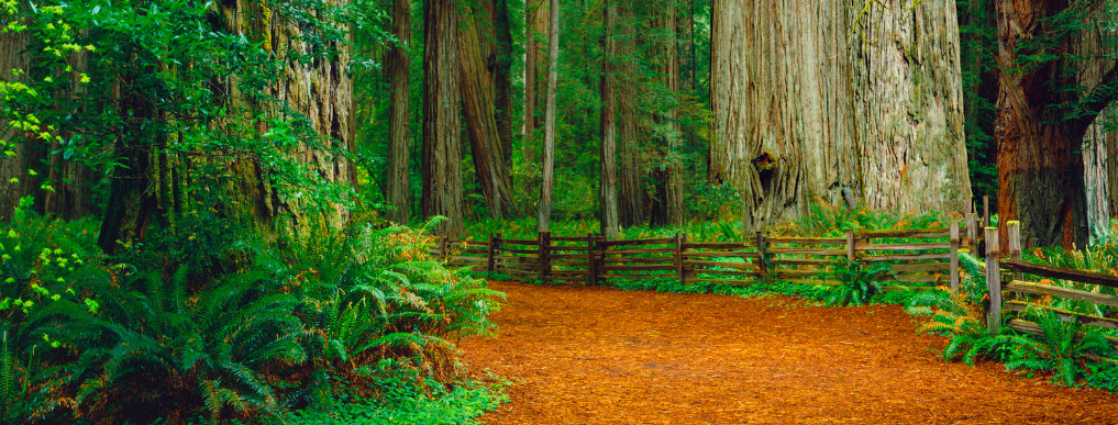 Best Road Trips In Northern California - Redwoods