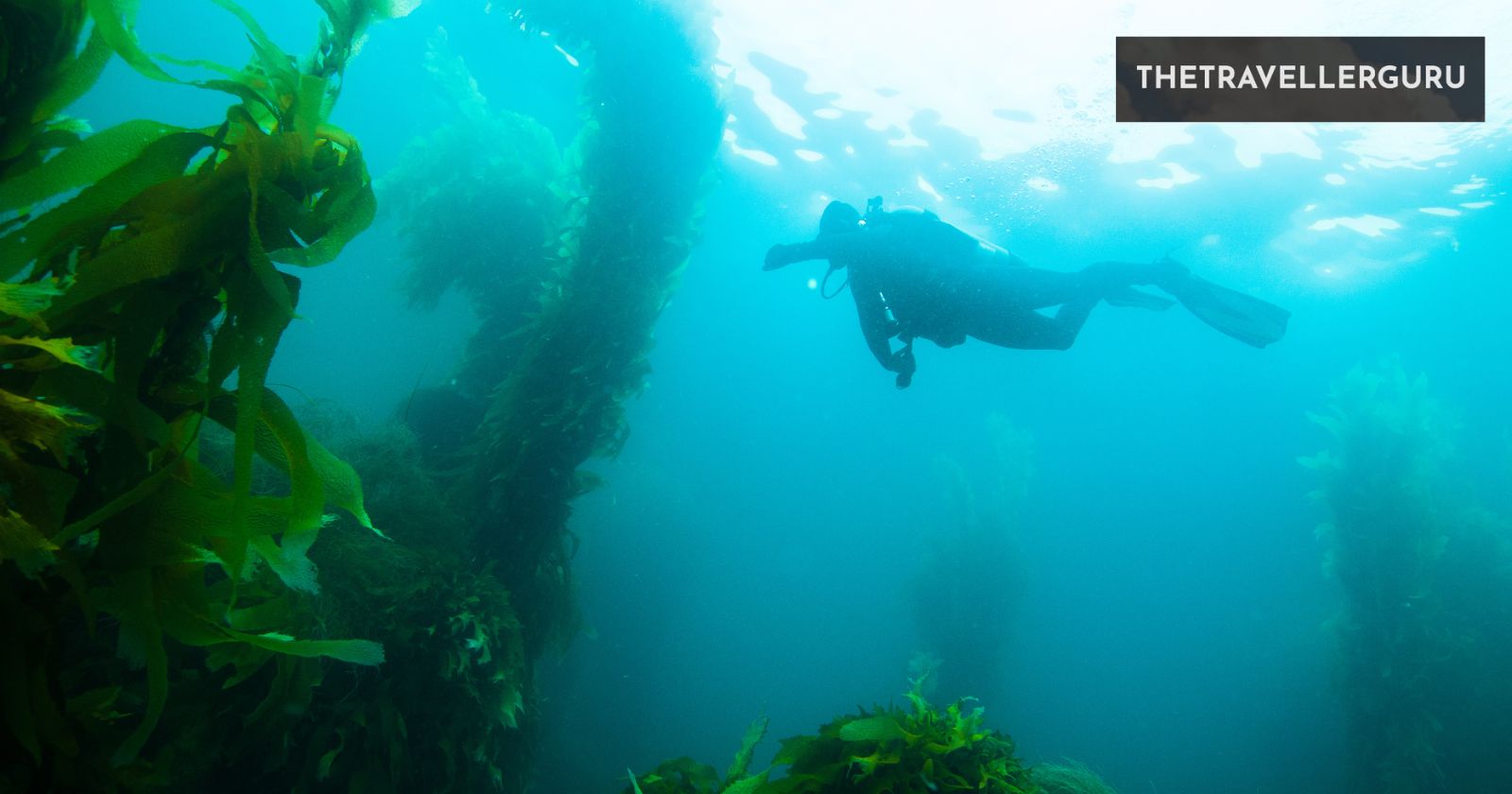 10 Best Spots In California For Scuba Diving In 2024