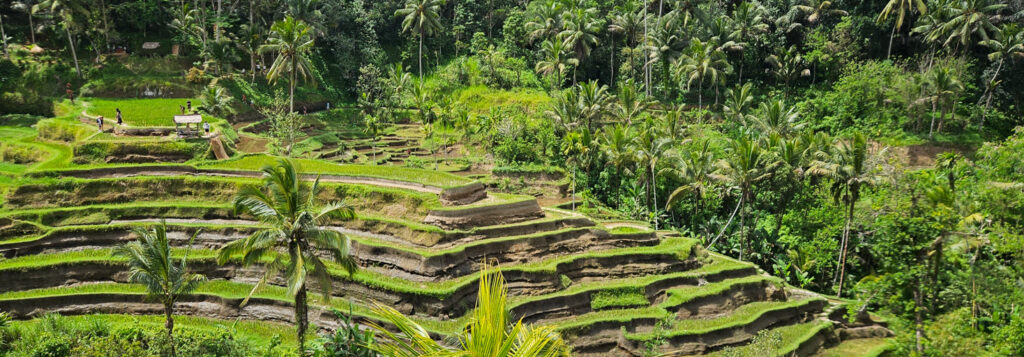 Best Things to Do in Bali Month by Month - Tengalang Rive Paddies