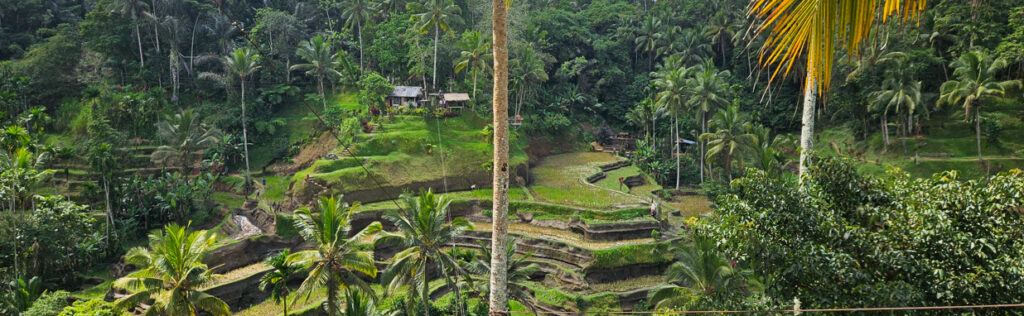 Best Tours in Bali - Ubud Rice Paddies