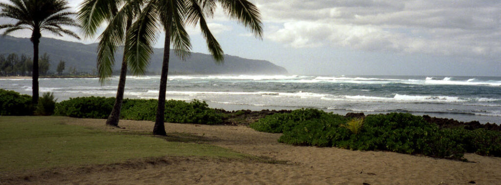 Best Wedding Locations on Oahu - plam trees on beach