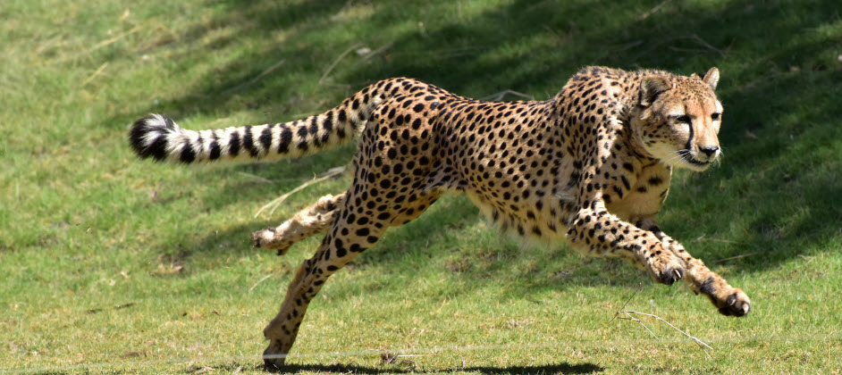 Best Zoos In Florida - Cheetah