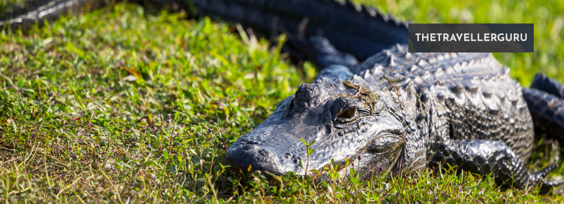 12 Best Zoos in Florida