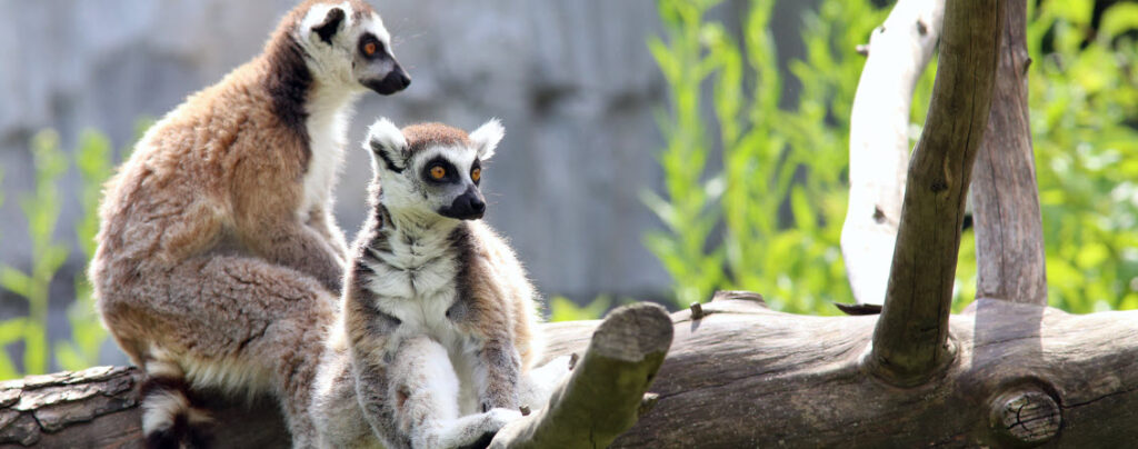 Best Zoos In Florida - Lemurs