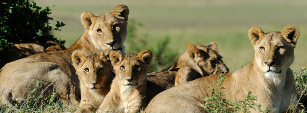 Best Zoos In Florida - Lions