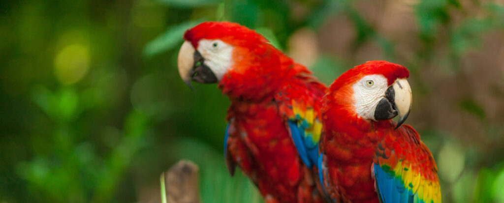 Best Zoos In Florida - Macaws