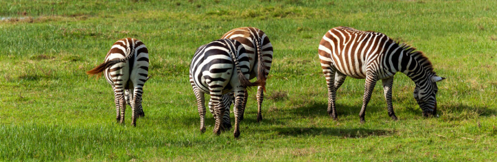 Best Zoos In Florida - Zebras