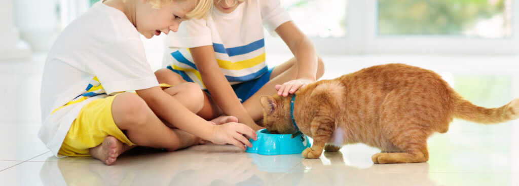 What Is Housesitting - Boys feeding cat