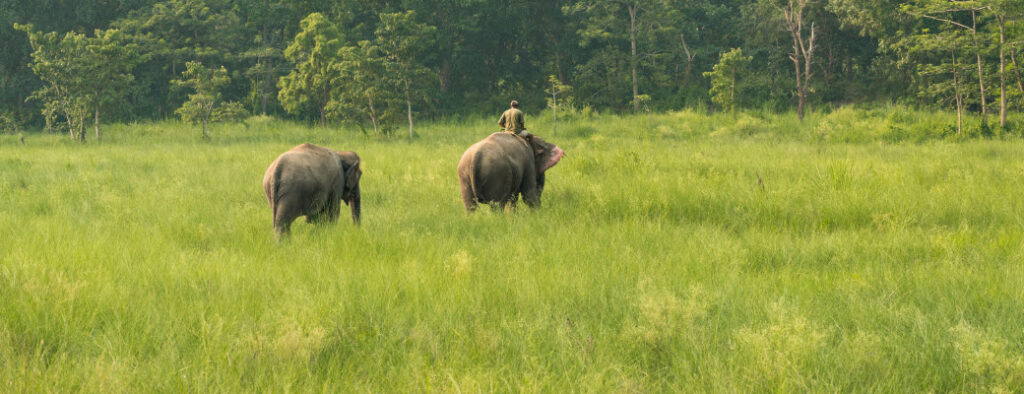 best tours in Bali - Man on Elephant